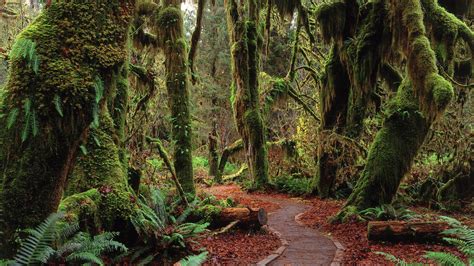 Hoh Rainforest In Olympic National Park Washington State Usa Wallpapers