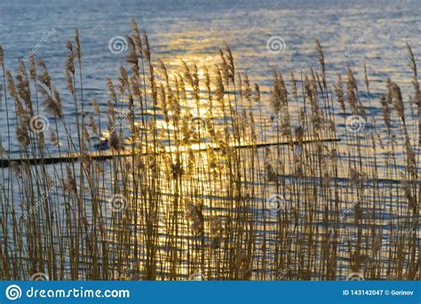 Reed At Sunset Sun Reflection In River Stock Image Image Of