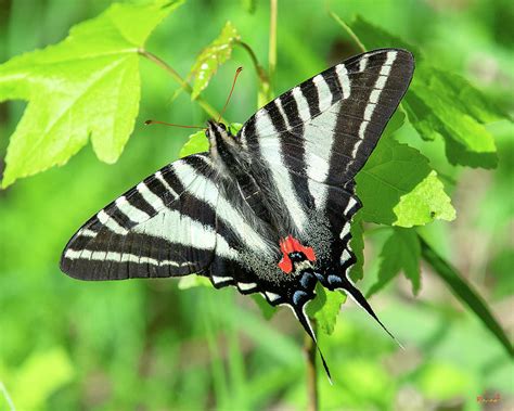 Zebra Swallowtail Din Photograph By Gerry Gantt Pixels