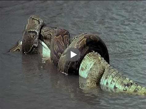 Snake Vs Crocodile Amazing Animal