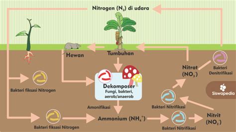 Siklus Atau Daur Biogeokimia