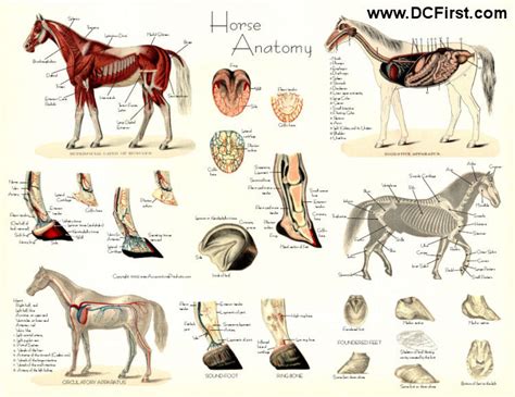 Horses Lovers Anatomy Of The Horse