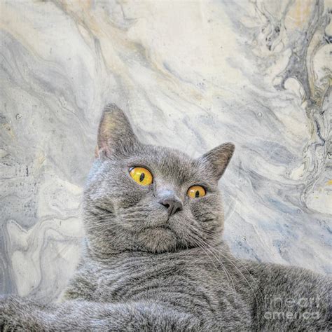 Chartreux Cat Dreams Photograph By Elisabeth Lucas Fine Art America