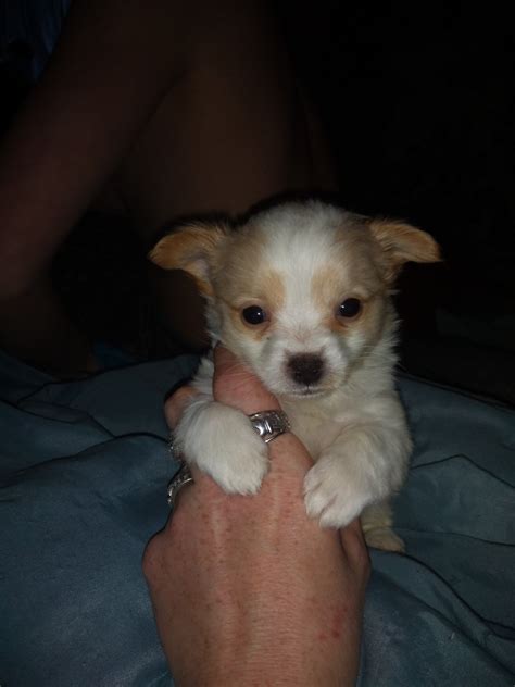 These chihuahua puppies located in michigan come from different cities, including Chihuahua Puppies For Sale | Michigan Street Northwest, MI ...