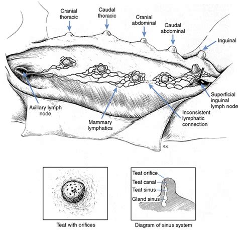 33 Lymph Nodes In Dogs Diagram Wire Diagram Source Information