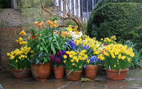 A Guide To Growing Spring Flowering Bulbs Growing Nicely