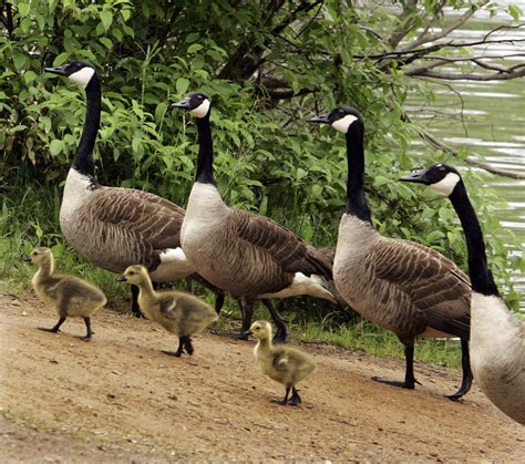 Canada Geese Find Sanctuary In Chicago Wbez