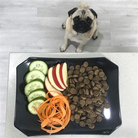 7 Ways To Improve Kibble For Your Pug The Pug Diary Raw Dog Food