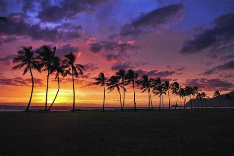 The hawaiian palm has grown on the exotic island of hawaii for millions of years, with the isolated location of the island allowing plants and animals to evolve undisturbed. Hawaiian Palm Tree Paradise Photograph by Megan Martens