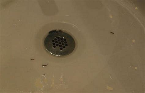 14 Sure Ways To Get Rid Of Drain Worms In Your Home Dengarden