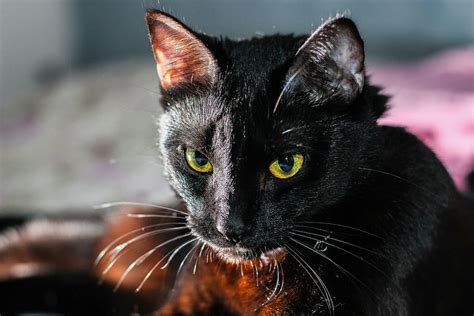 Free Download Black Cat Animal Black Cat Pet Domestic Cat One