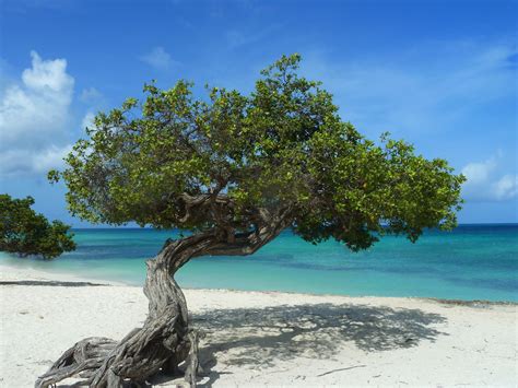 Divi Divi Tree On Eagle Beach Aruba Absolutely Beautiful Place