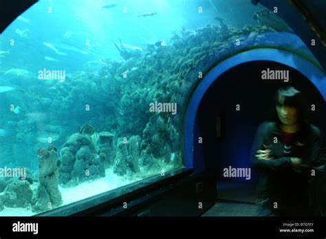 Worlds Deepest Aquarium Tunnel At The Deep In Hull Stock Photo Alamy