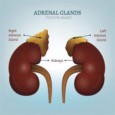 Adrenal Gland Location In Humans
