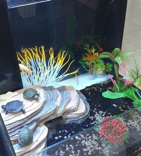 How To Decorate A Turtle Aquarium Pets Care