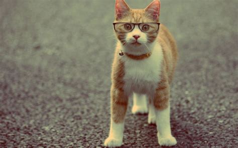 Animals Cats Felines Glasses Humor Funny Cute Eyes Face Whiskers