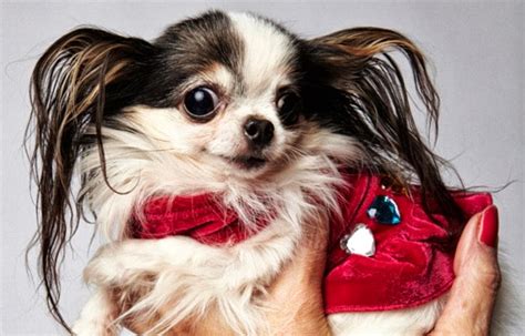 Tiny Chihuahua Milly Crowned Worlds Smallest Dog By Guinness World