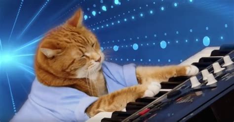 Internet Icon Keyboard Cat Is Dead Remember Him With This Crazy
