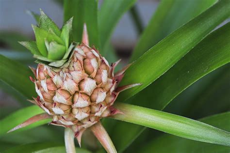 This Pineapple Plant Care Routine Is As Easy As Propagating Fresh