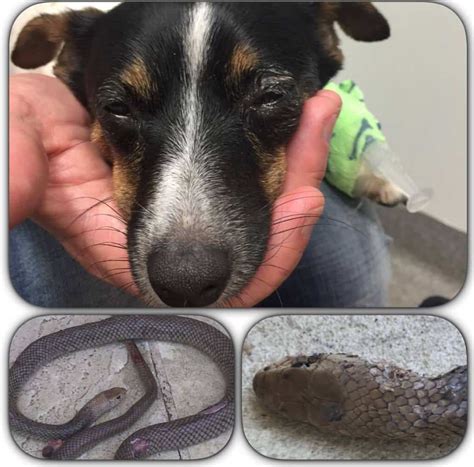 A Guide To Snake Bites On Dogs Symptoms Signs And Treatment Our