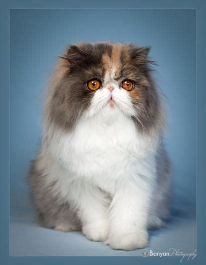 Dilute Calico Persian Cat Pets Lovers