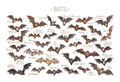 Bats Of North America Field Guide Art Print Watercolor Painting