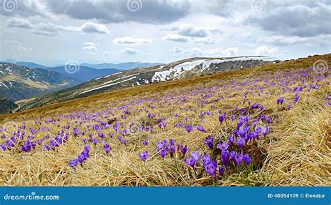 Beautiful Spring Landscape In Carpathians Ukraine Stock Image Image
