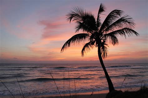Beautiful Sunrise Wpalm Tree Beach Photography Digital Etsy