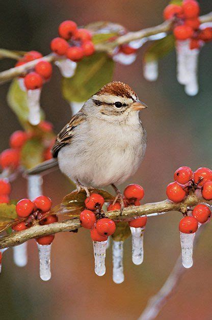 The Most Common Birds Of North America Chipping Sparrow Common Birds