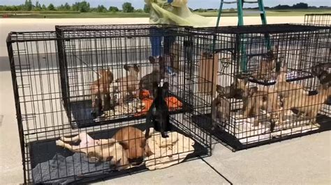 So if you've been talking about adopting a pooch into your family, might we suggest one of these adorable. 23 French bulldog puppies rescued from Texas brought to ...
