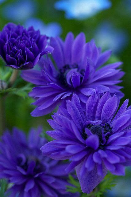 Of course it goes without saying that shades of purple and. Blue suns | Flowers & Gardens | Pinterest | Deep Purple ...