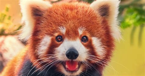 Panda Rojo China Descubre Que Hay Dos Especies Distintas De Panda