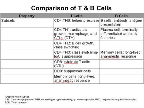 Compare B And T Cells Difference Between B Lymphocytes And T