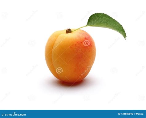 Fresh Ripe One Apricot With Leaf Stock Image Image Of Leaf Fresh
