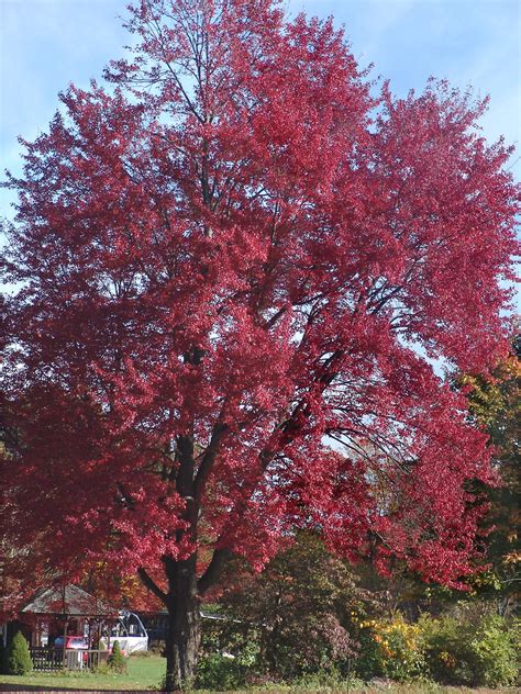 Acer Rubrum Red Maple Go Botany