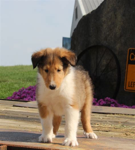 Collie Lassie For Sale Fredericksburg Oh Male Garfield Ac Puppies Llc