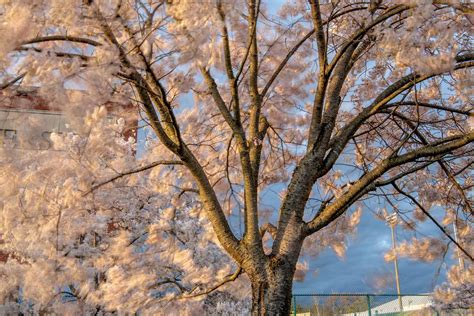 Ohios Renowned Cherry Blossom Trees