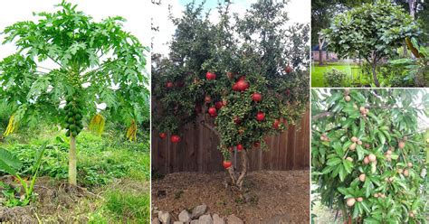 12 Fruit Trees For Home Garden India India Gardening