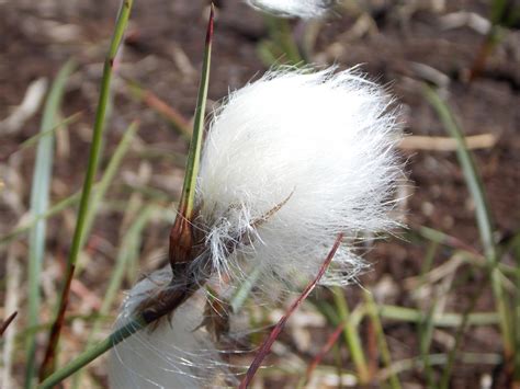 Common Cotton Grass Eriophorum Angustifolium British Nature Guide