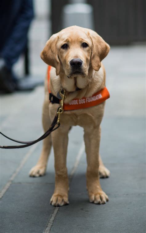 See more ideas about cute dogs, cute animals, puppies. TODAY Puppy on Twitter: "Woof. 🐾🐾#TODAYPuppy…