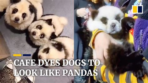 Are There Dogs That Look Like Pandas