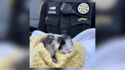 2 Kittens Rescued After Being Thrown Outside Car Window In Gwinnett