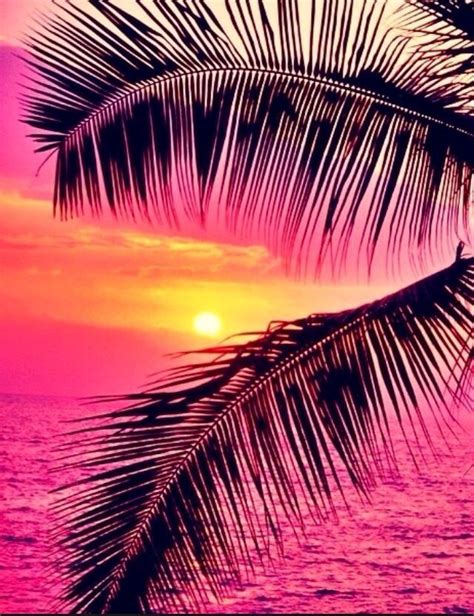 Sunsets And Palm Trees Beautiful Nature Nature Photography