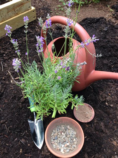 How To Grow Lavender Growing Lavender Herbs Backyard Flowers