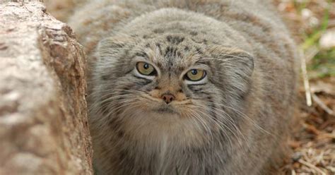 One Of Our Pallas Cats Pets For The Home And Animals On