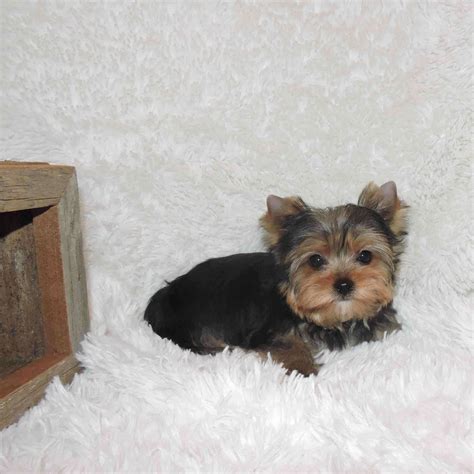 We will walk you through the entire delivery process, answer all of your questions & ease any fears we at petme teacup puppies have a zero tolerance toward puppy mills and any substandard or inhumane breeding practices. Akc Yorkie Puppies For Sale Buy Teacup Yorkshire Terrier ...
