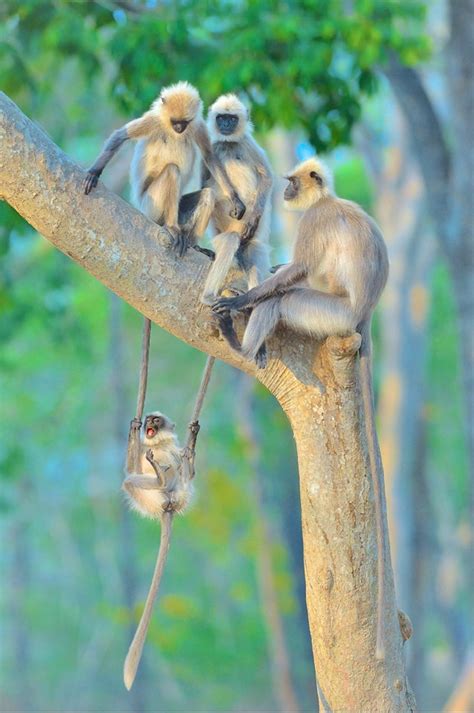 Psbattle Baby Monkey Swinging From Its Parents Tails Rphotoshopbattles