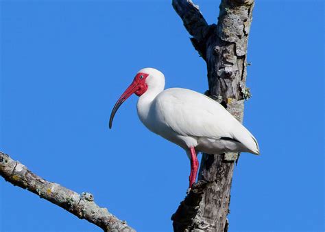 White Ibis Fort Desoto Park St Petersburg Florida Usa David Conley Flickr