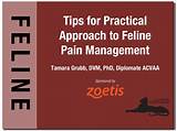 Practical Management Of Pain Photos