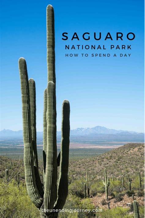 One Day At Saguaro National Park The Unending Journey National